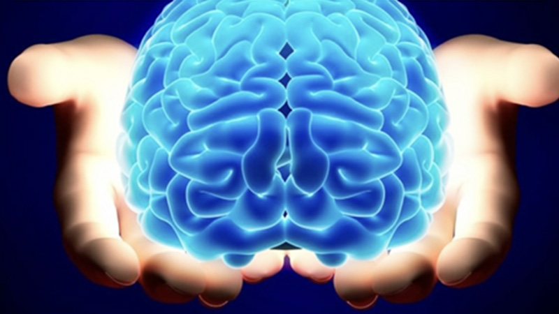 3D illustration of a brain held by two hands