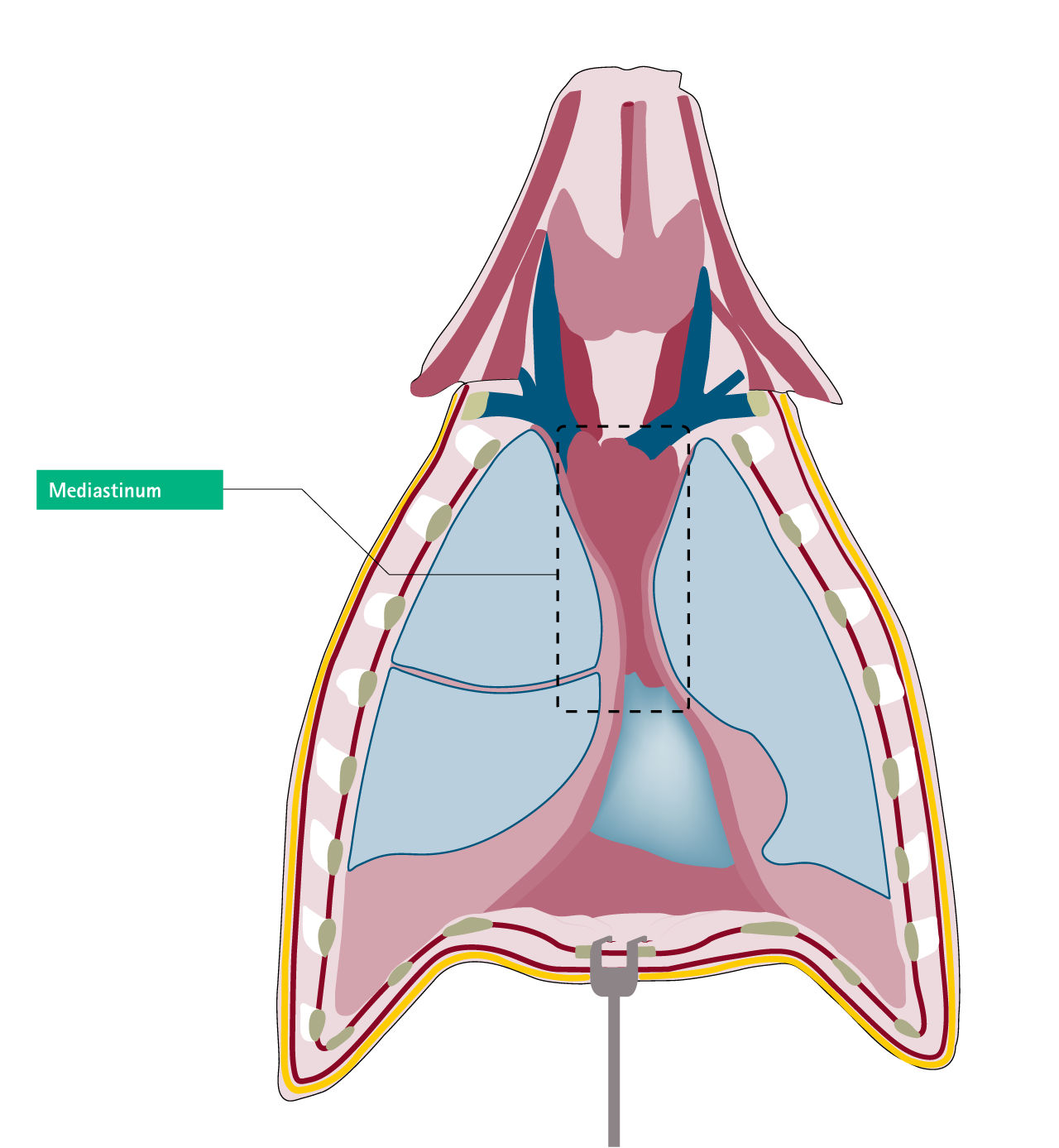 Mediastinum