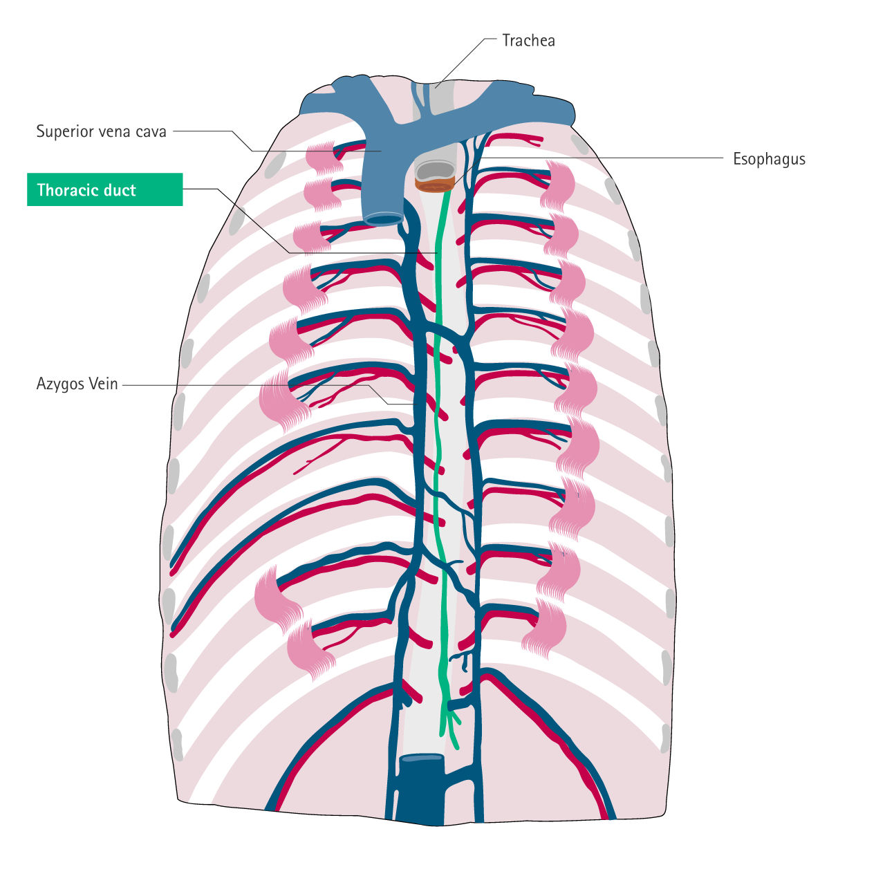 Thoracic duct