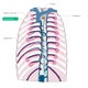 Thoracic duct