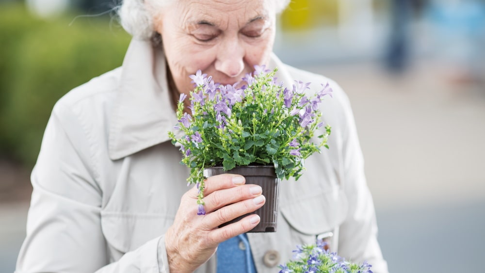 elderly woman smells on flowering plant