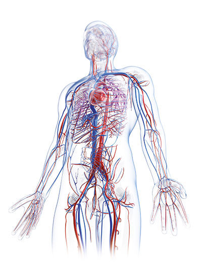 Vascular system shown in one person