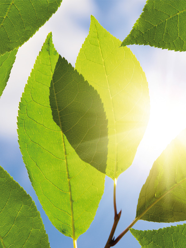 A close-up view of green leaves with sunlight shining through them. The leaves are detailed, showing their veins and texture, while the sunlight creates a bright, glowing effect with visible rays of light. The background is a clear blue sky.